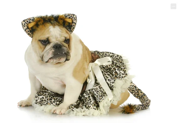 eBay Halloween pet costumes native ad